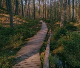 Forêt