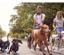 La place accordée aux animaux de compagnie est un facteur d’attractivité pour les villes.