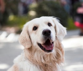 Une aide forfaitaire annuelle pouvant atteindre jusqu'à 100 euros par animal de compagnie