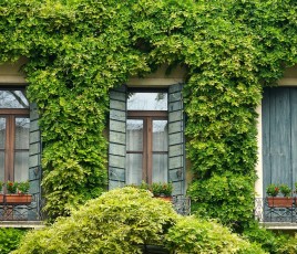 Parmi les aides financières et les subventions directes, ce sont les bons de plantation qui sont les plus répandus