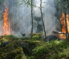 Avec 11 500 hectares brûlés à la mi-août place la saison 2024 juste sous la moyenne de 12 000 hectares de la période 2006-2023