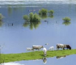 Le Sénat sonne l’alarme et propose une refonte urgente des dispositifs de prévention et de reconstruction.