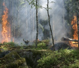 Le débroussaillement – lorsqu’il est réalisé correctement – divise par trois le risque d'incendie