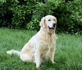 Des villes encore loin d’être “animal friendly”