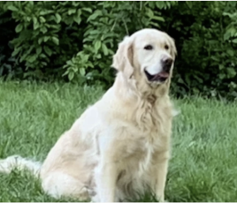 La gestion des déjections canines demeure un point sensible