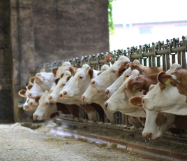 une ferme française consomme en moyenne 331 420 kWh par an, soit l’équivalent de l’électricité annuelle de près de 70 foyers