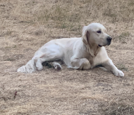 ace à des attentes citoyennes de plus en plus fortes, l’Association des maires de France (AMF) publie un guide destiné à accompagner les élus locaux dans leurs responsabilités en matière de bien-être animal