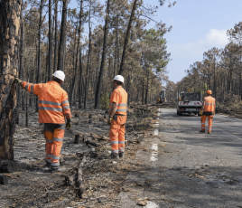 L’incendie de Saumos aurait provoqué la chute potentielle de 85 000 arbres et détérioré routes, pistes cyclables et équipements de signalisation