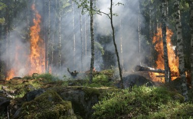 Le débroussaillement – lorsqu’il est réalisé correctement – divise par trois le risque d'incendie