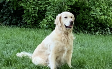 Des villes encore loin d’être “animal friendly”