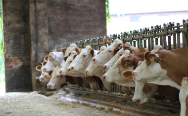 une ferme française consomme en moyenne 331 420 kWh par an, soit l’équivalent de l’électricité annuelle de près de 70 foyers