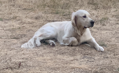 ace à des attentes citoyennes de plus en plus fortes, l’Association des maires de France (AMF) publie un guide destiné à accompagner les élus locaux dans leurs responsabilités en matière de bien-être animal