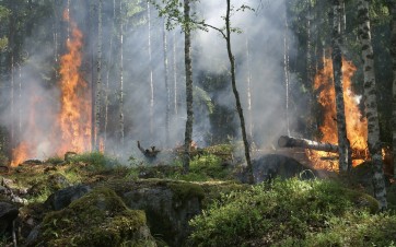Le débroussaillement – lorsqu’il est réalisé correctement – divise par trois le risque d'incendie