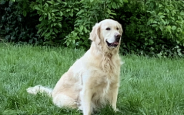 Des villes encore loin d’être “animal friendly”