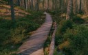 Forêt