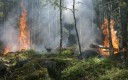 Le débroussaillement – lorsqu’il est réalisé correctement – divise par trois le risque d'incendie